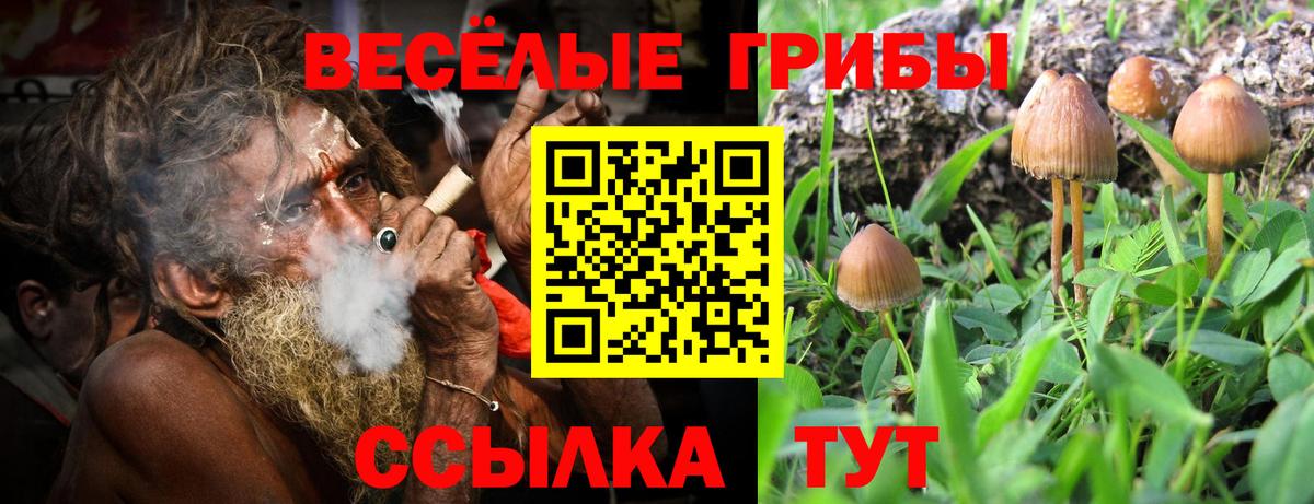 Псилоцибиновые грибы GOLDEN TEACHER Луховицы